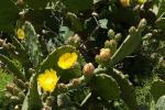 : - Opuntia stricta