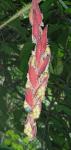 : - Heliconia mutisiana