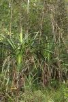 : - Pandanus bifidus