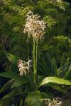 : - Phaius australis