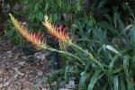 :-Pitcairnia flammea