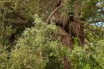 Totara - Podocarpus totara