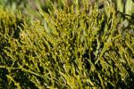 Nacktfarn - Psilotum nudum