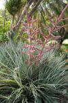 :-Puya spathacea