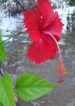 Chinesischer Roseneibisch-Hibiscus rosa-sinensis