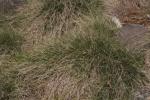 Bunter Schwingel - Festuca varia