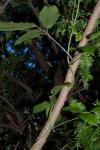 : - Cephalaralia cephalobotrys