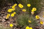 : - Leucochrysum graminifolium