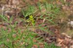 : - Polyscias sambucifolia