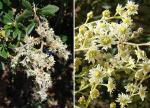 : - Holodiscus argenteus