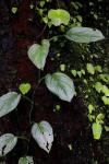 : - Scindapsus officinalis