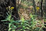 :-Senecio linearifolius