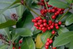Skimmie
- Skimmia japonica