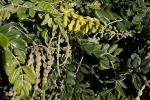 Silberbusch - Sophora tomentosa