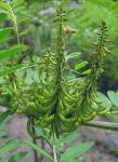 : - Indigofera suffruticosa
