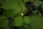 : - Corchorus aestuans