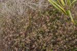: - Oxylobium cordifolium