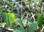 : - Uraria crinita