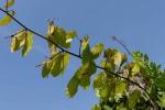 : - Bauhinia aureifolia