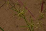 : - Cyperus haspan