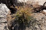 Gabelige Fransenbinse - Fimbristylis dichotoma