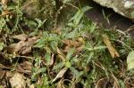 : - Aneilema biflorum