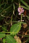 : - Desmodium brachypodum