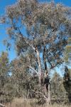 : - Eucalyptus moluccana