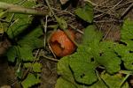 : - Gymnopetalum scabrum
