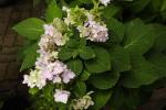 Gartenhortensie - Hydrangea macrophylla