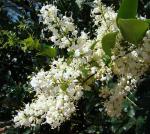 Glänzender Mutterwurz - Ligustrum lucidum