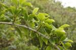 : - Maclura cochinchinensis