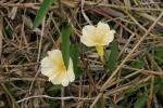 : - Merremia umbellata subsp. orientalis
