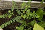 Bittere Blattblüte - Phyllanthus amarus