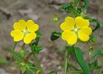 : - Ludwigia octovalvis