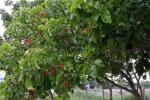 : - Sandoricum koetjape