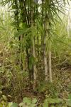: - Thyrsostachys siamensis