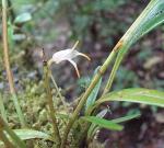: - Masdevallia attenuata