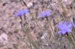 Binsenlilie - Aphyllanthes monspeliensis
