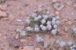 Aufrechte Falzblume - Bombycilaena erecta