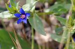 : - Anagallis arvensis subsp. foemina