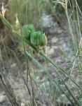 : - Dipcadi serotinum