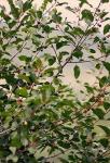 Faulbaum - Frangula alnus