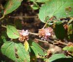 : - Melochia nodiflora