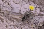 : - Launaea pumila