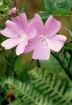 Moschus-Malve - Malva moschata
