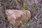 : - Cranichis ciliata