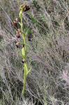 Spiegel-Ragwurz - Ophrys speculum
