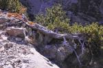 Haken-Kiefer - Pinus uncinata