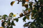 : - Pyrus spinosa